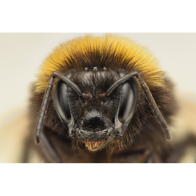 Clarion Bumble Bee Gros plan par Constantincornel, H 12 po x l 18 po