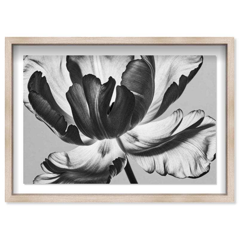 Full Bloom Shadowbox Floral & Botanical Print by Oliver Gal, Black Frame, 15 x 10, 31.5" H x 46.5" W, Natural Oak Shadowbox