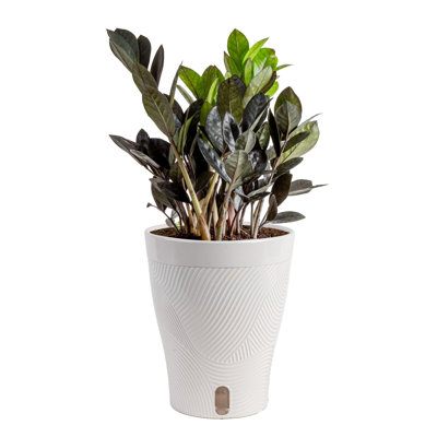 Costa Farms Raven ZZ House Plant in 5-inch Self-Watering Pot