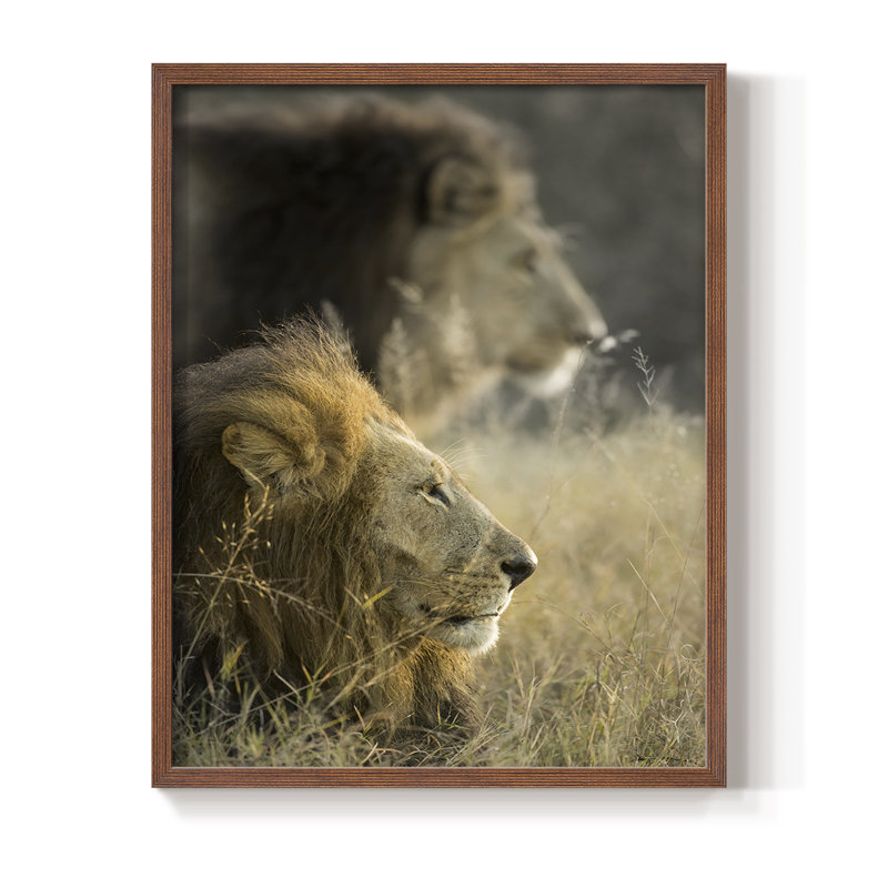 «Lions in Morning Sun», reproduction encadrée - bois massif, Brun, H 14 po x l 11 po