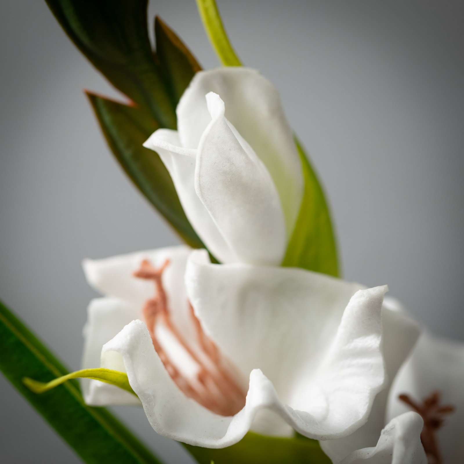 Lissa 21.5" Cheery Gladiola, Cream
