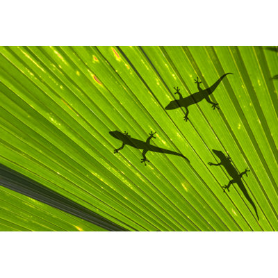 Geckos - Wrapped Canvas Print