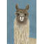 Llama Specs IV 1 Piece Painting-574702433-574702435