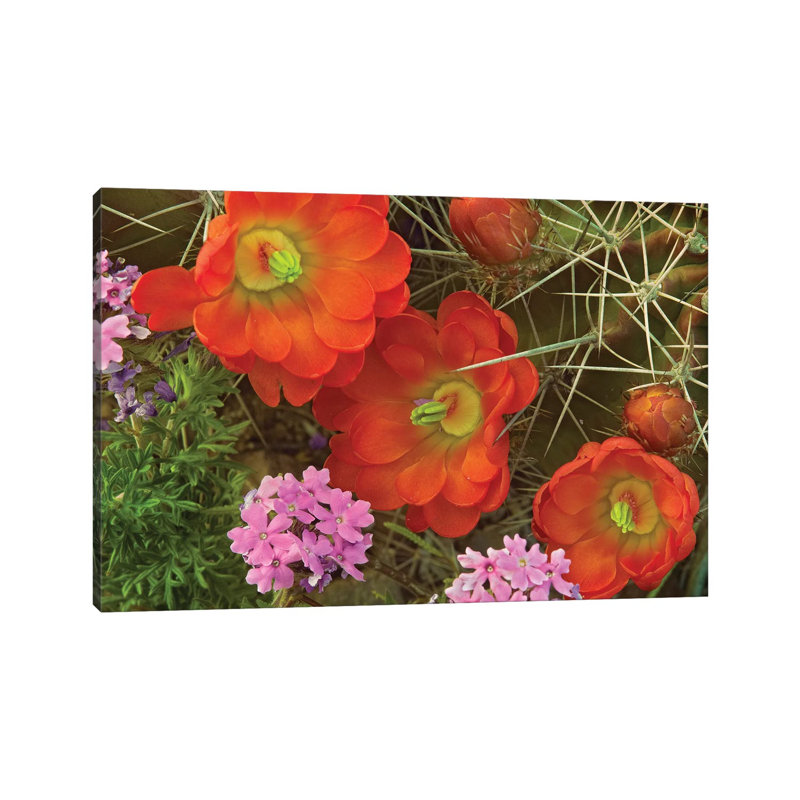 Claret Cup Cactus and Verbena Detail of Flowers in Bloom 1 Piece Wrapped Canvas Wall Art