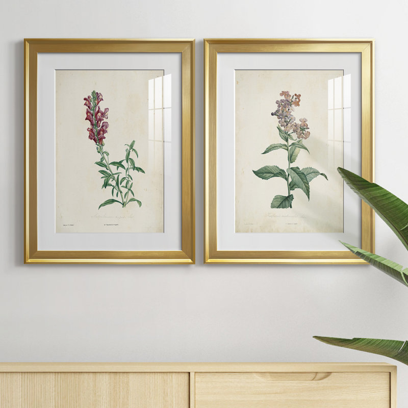 «Traditional Botanical I», reproduction encadrée de qualité supérieure, prête à être accrochée, H 30,5 po x l 45 po x P 1 po