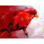 Napperon abstrait avec perroquet rouge