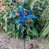 Bleu sélectionné