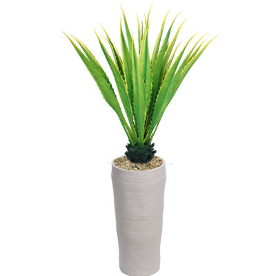 Agave en pot Panama