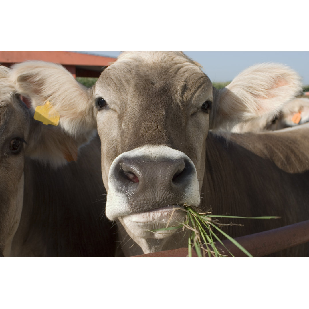 Kuh, die Gras kaut von Yingyang0 - Druck auf Leinwand ohne Rahmen