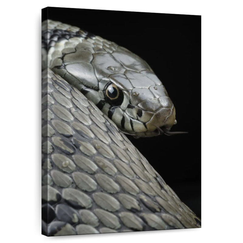 Brampt Necklace Snake, 51" H x 34" W