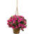 Azalea Hanging Basket Arrangement in Basket
