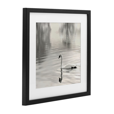 Morning Sunlit Swan Framed Print Under Glass, design by Nicholas Bell