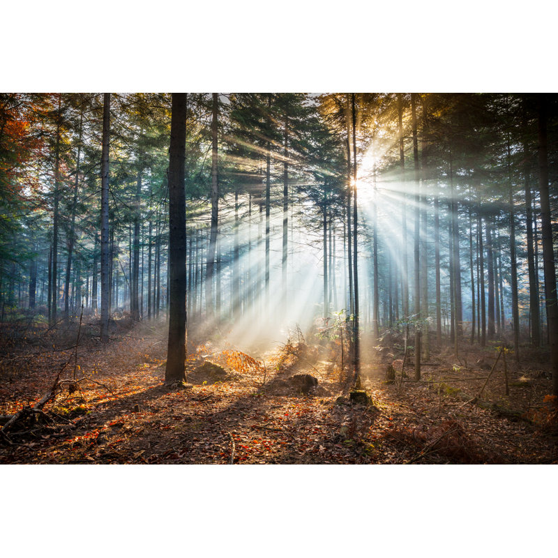 Misty Forest by Konradlew - No Frame Print on Canvas, 30cm H x 46cm W