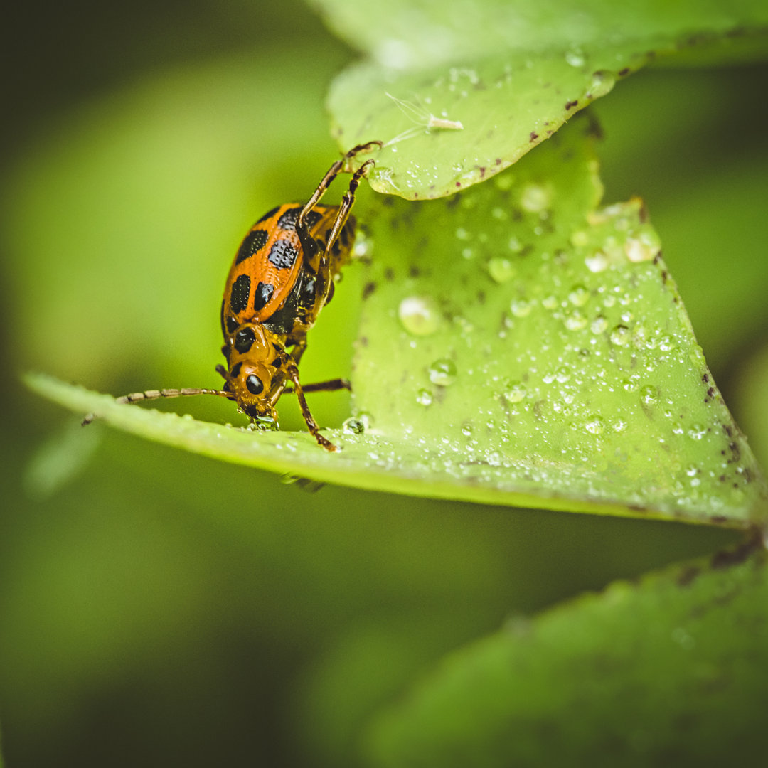 Käfer trinkt Wasser auf einem Blatt