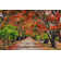 Flame Trees, Mauritius by Tomasz Dutkiewicz - Wrapped Canvas Print