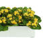 Kalanchoes Arranged Mixed in Rectangular Planter