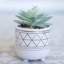 Plante molle artificielle en pot-35758084-35758080