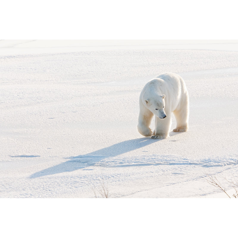 Polar Bear - Wrapped Canvas Print, 20cm H x 30cm W