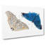 Adonis Butterfly - Wrapped Canvas Painting-55368886