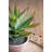 Faux Succulent Plant