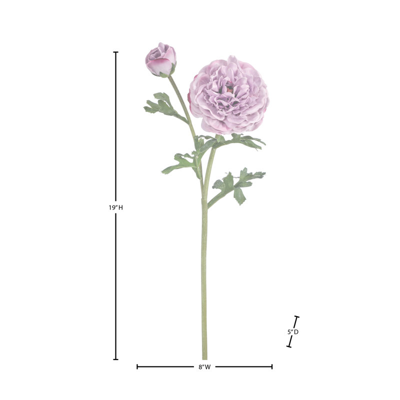 Ranunculus Clooney 19 po Just Cut , Mauve