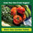Oasis Self Watering Raised Garden Bed