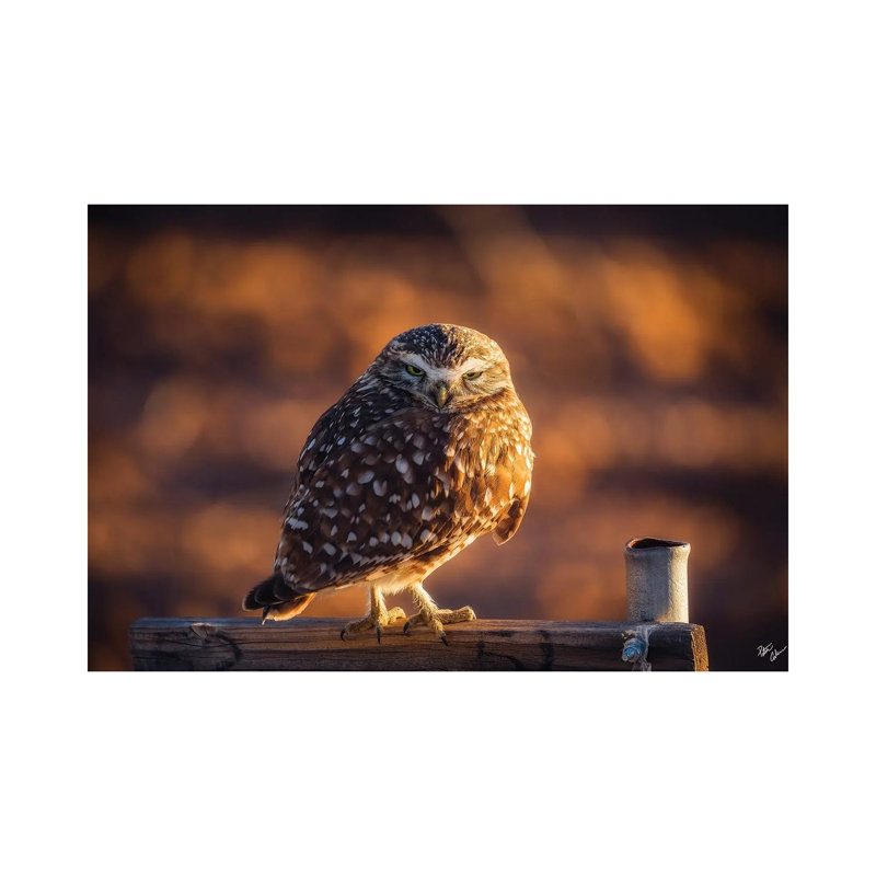 Burrowing Guardian 1 Piece Wall Art on Canvas, 20.32 cm H x 30.48 cm W, Wrapped Canvas