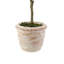 PLANT 2PK POT ROSEMary 12 po, olives 16 po