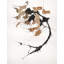 Sepia Florals I Print by Paul Ngo-26726902-26726908