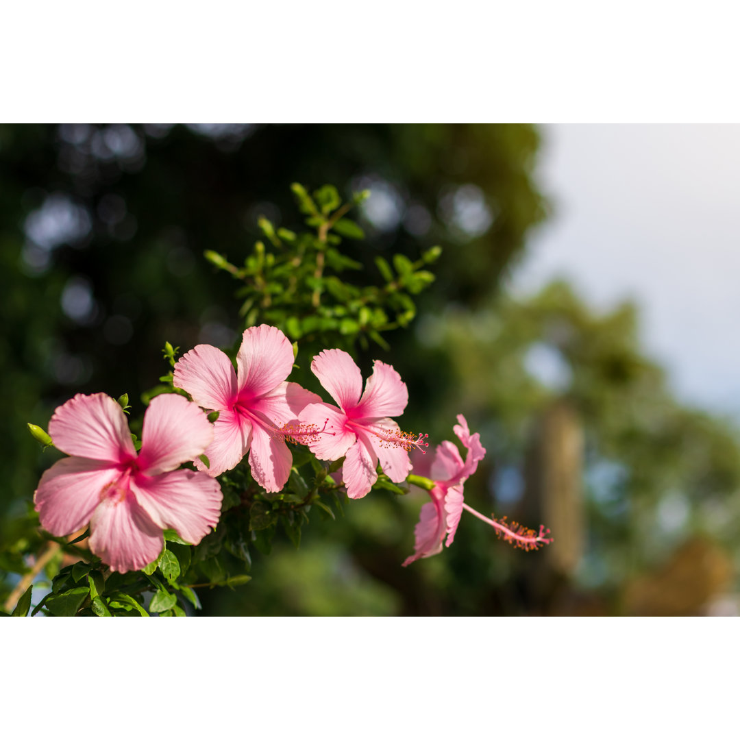 Schöne rosa Hibiskusblüten von Montiannoowong - Leinwandbild