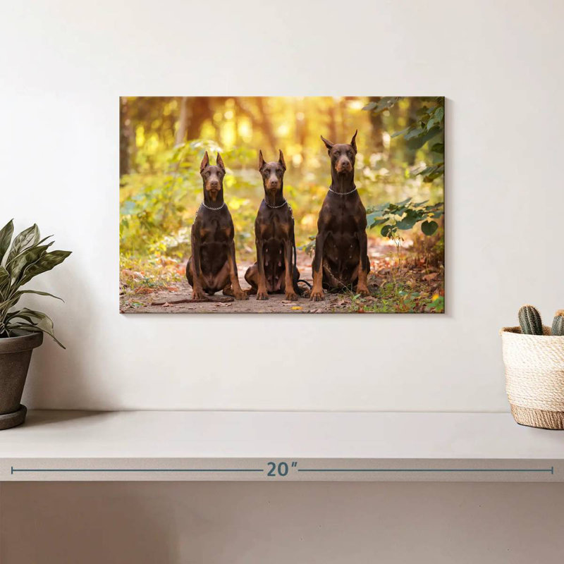 Doberman pinschers, H 8 po x l 12 po