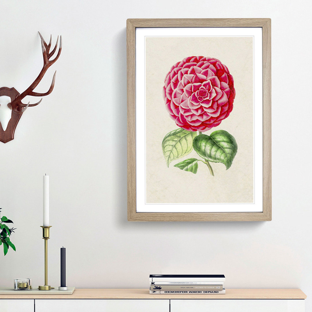Bright Pink Camellia Flower Illustration - Framed Print