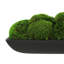 Moss Preserved in Oblong Planter-2127730664