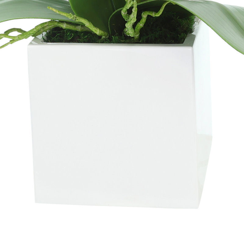 Orchid Arrangement in Square Fiberstone Pot, Pink