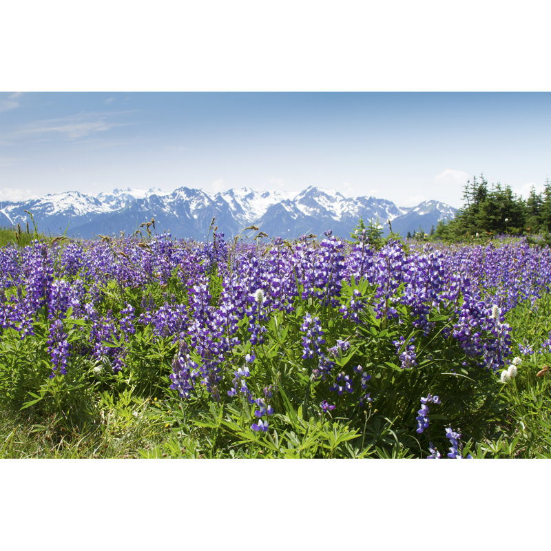 Wildflowers At Hurricane Ridge by Agleitz - Wrapped Canvas Print, 30cm H x 46cm W