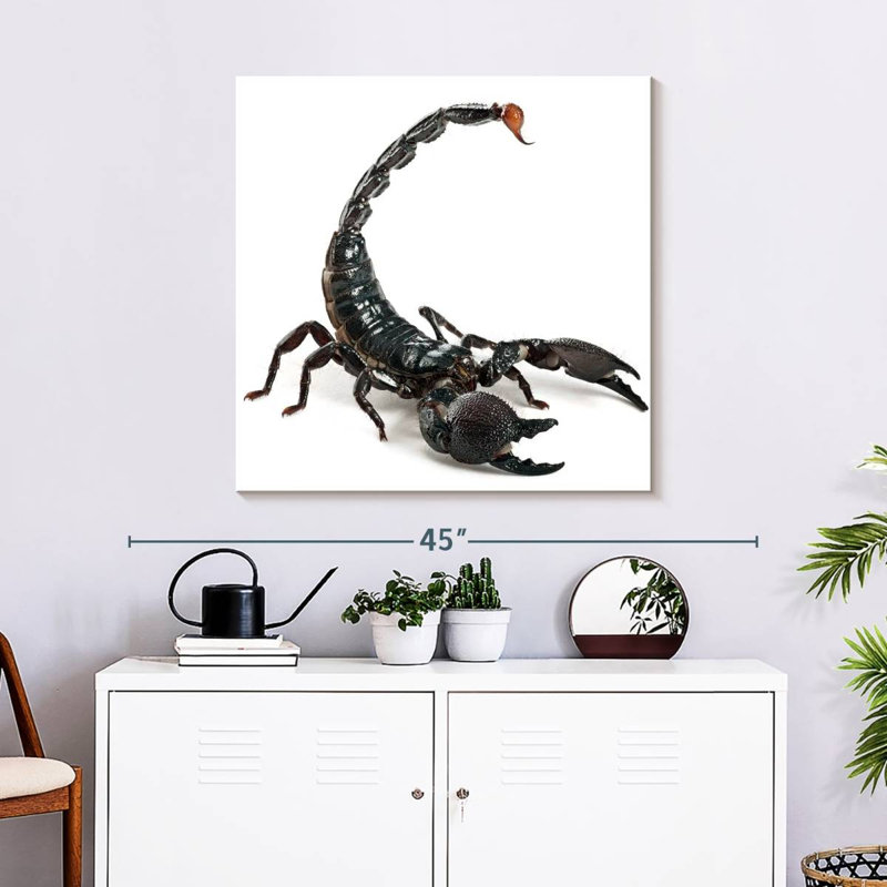 Crowle Scorpion, 30" H x 30" W