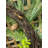 Faux Pine Polyester 24'' Wreath
