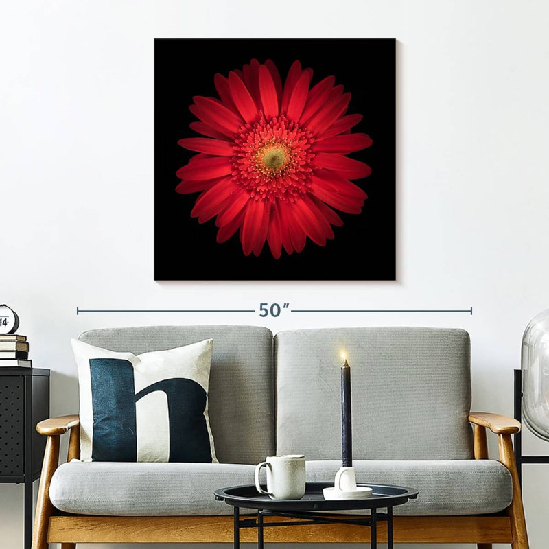 Marguerite rouge vif Harnek, H 30 po x l 30 po
