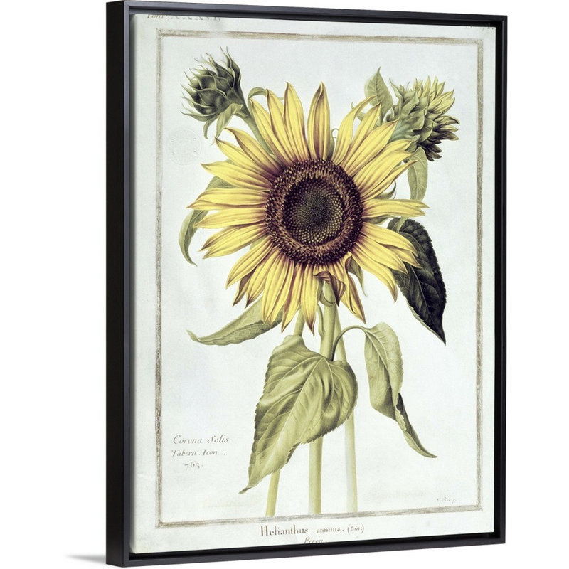 Helianthus Annuus (tournesol), art mural sur toile, H 12 po x l 16 po x P 1,75 po, Cadre noir