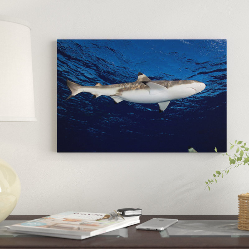 Blacktip Reef Shark, Yap, Micronesia I by Andreas Schumacher - Gallery-Wrapped Canvas Giclée on Canvas, Wrapped Canvas