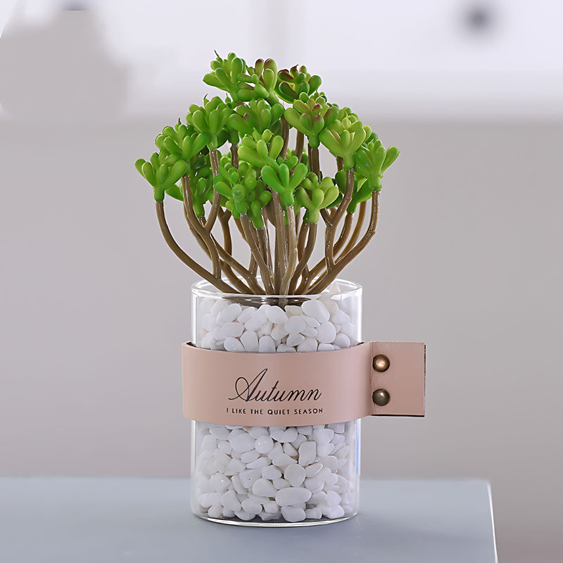 Plante grasse de 7,87 po