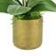 Orchid Arrangement in Fiberstone Pot with Moss