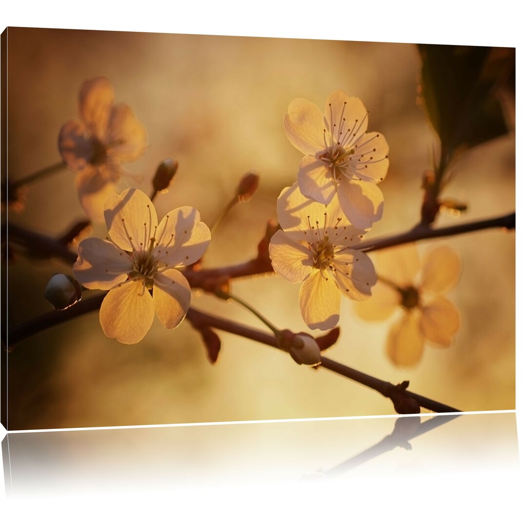 Leinwandbild Weiße Blüten im Sonnenlicht