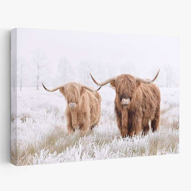 Springfield - Photographie, animaux, faune, vaches, art, H 16 po x l 24 po