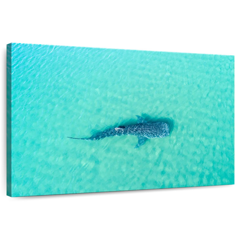 Crowle La Paz Whale Shark, 26" H x 39" W