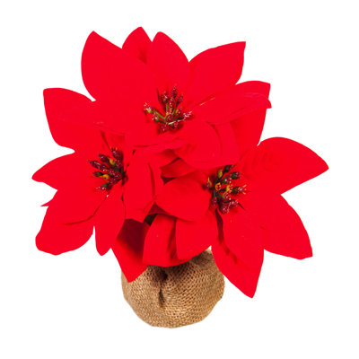 Poinsettias élégants dans un pot