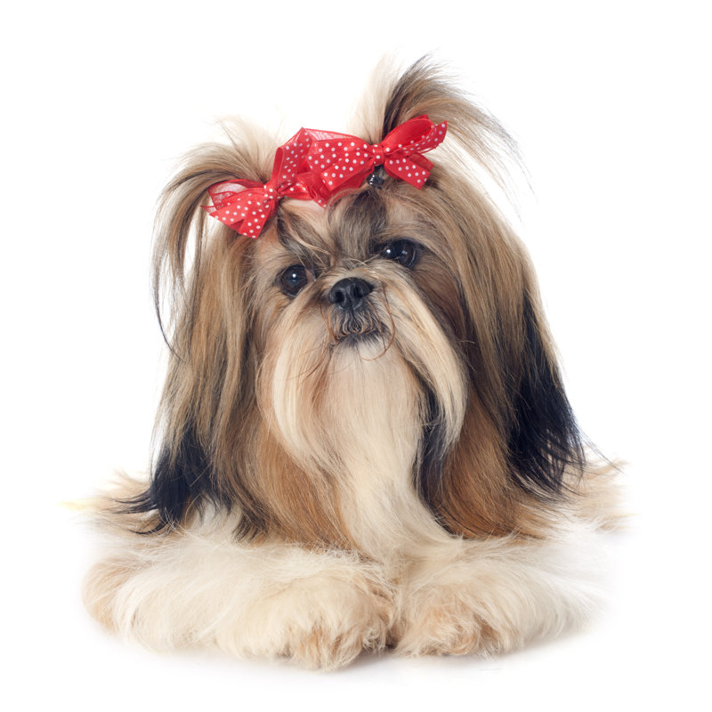 Shih Tzu par Nanoya - Photographie sur toile tendue, L 36 po x H 36 po