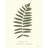 Pressed Fern Set