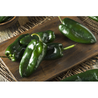 Poivre Poblano biologique