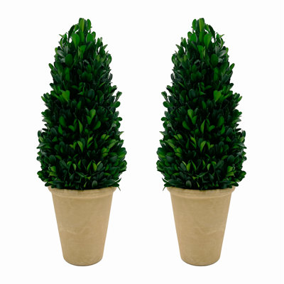 Pair of 16" Preserved Boxwood Cone Topiary Plants in Pots